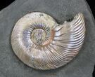 Iridescent Ammonite Fossils Mounted In Shale - x #38226-2